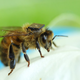 Image for article titled Australia Is Outfitting Thousands of Bees With Tiny Tracking Backpacks
